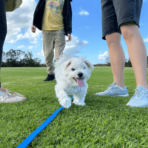 Group of big dogs at Constructive Canines