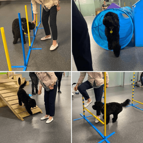 Puppy hug at Constructive Canines