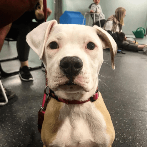 Group of small dogs at Constructive Canines