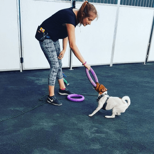 Small dog on a slide at Constructive Canines